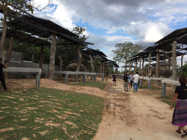 ปางช้างทองคำ จ.มหาสารคาม