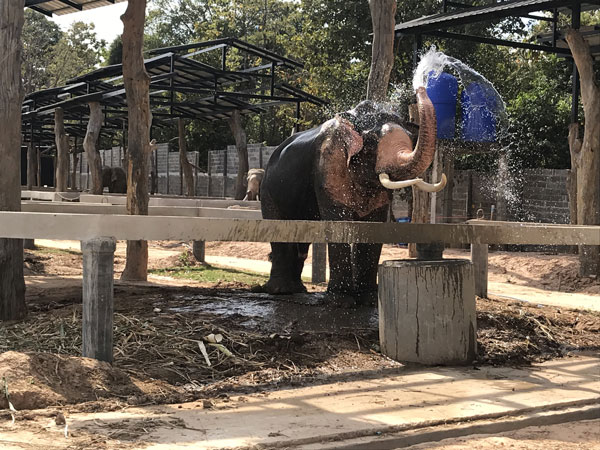 ช้างในปางช้างทองคำ จ.มหาสารคาม