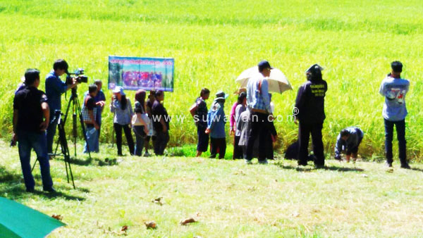 ถ่ายทำแปลงนา กองทุนข้าวพันธุ์ดี ต.เขื่อน อ.โกสุมพิสัย จ.มหาสารคาม