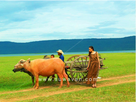 หมู่บ้านอนุรักษ์ควายไทย