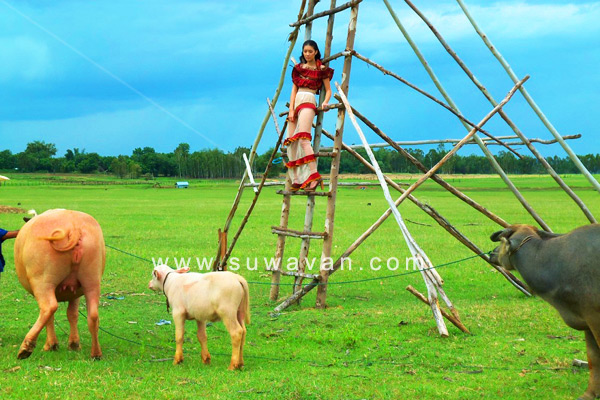 หมู่บ้านอนุรักษ์ควายไทย