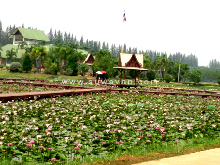 หนองบัวแดง @อุทยานหนองหารเฉลิมพระเกียรติ สกลนคร