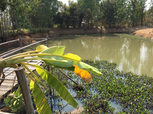 สวนเกษตรมีกิน